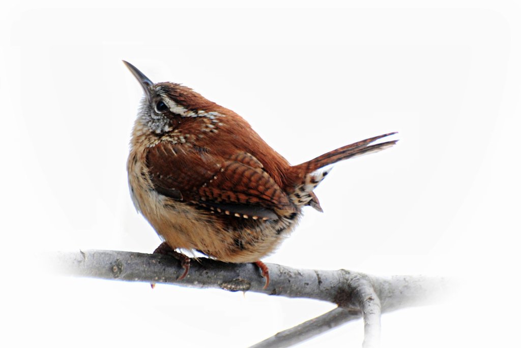 Eurasian Wren