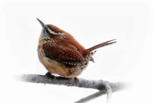 Eurasian Wren