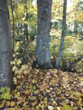 VALUABLE OLD TREES
