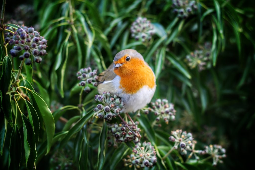 Safeguarding Frogs and Birds in Masuria, Poland