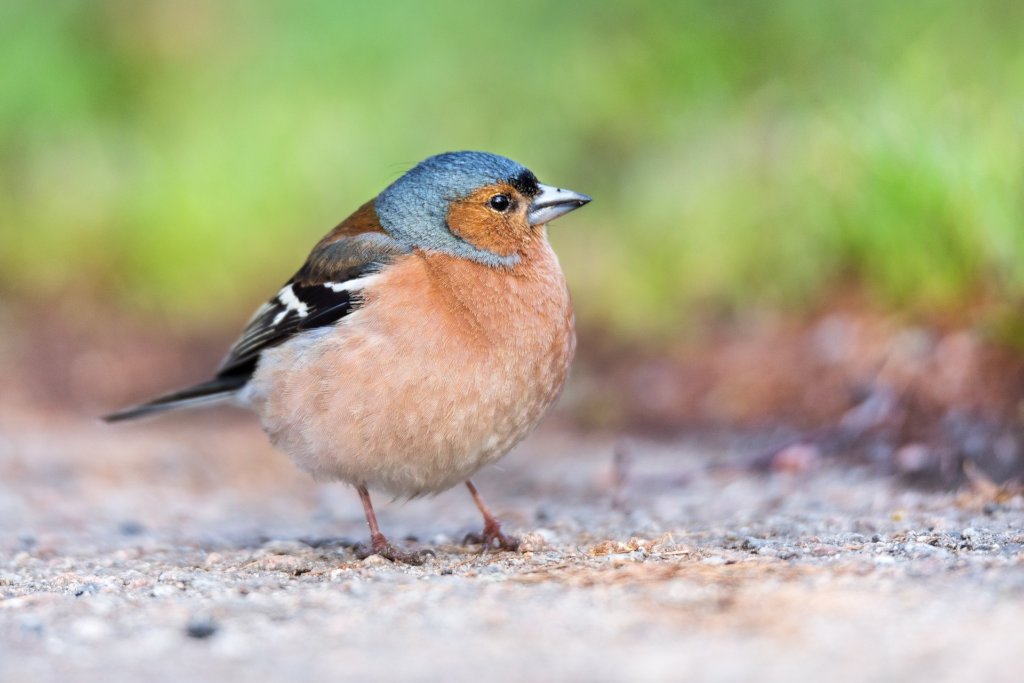 Safeguarding Frogs and Birds in Masuria, Poland