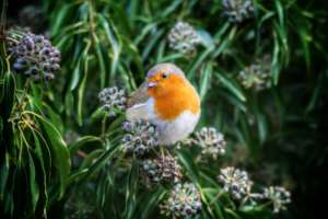 European Robin (Erithacus rubecula)