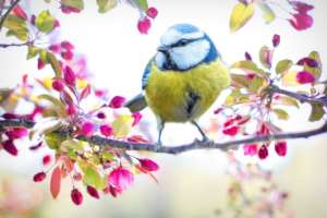 Eurasian Blue Tit (Cyanistes caeruleus)