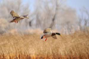 Mallard (Anas platyrhynchos)