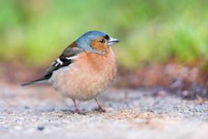 Finch (Fringilla coelebs)