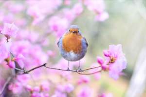 European Robin (Erithacus rubecula)
