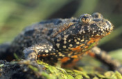 Safeguarding Frogs and Birds in Masuria, Poland
