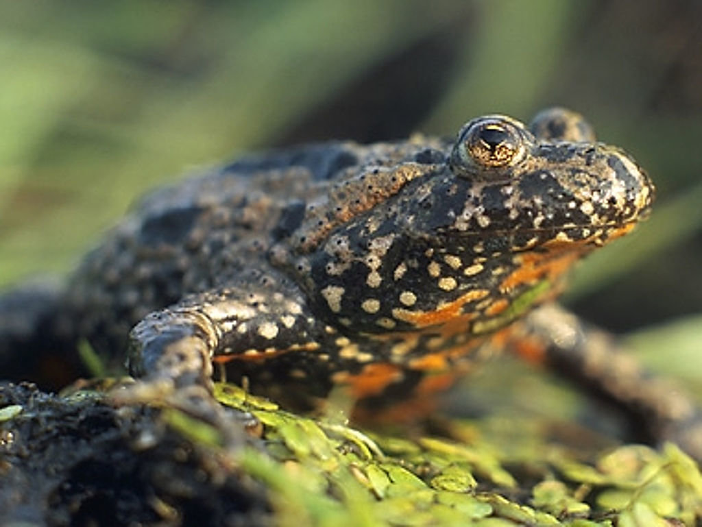 Safeguarding Frogs and Birds in Masuria, Poland