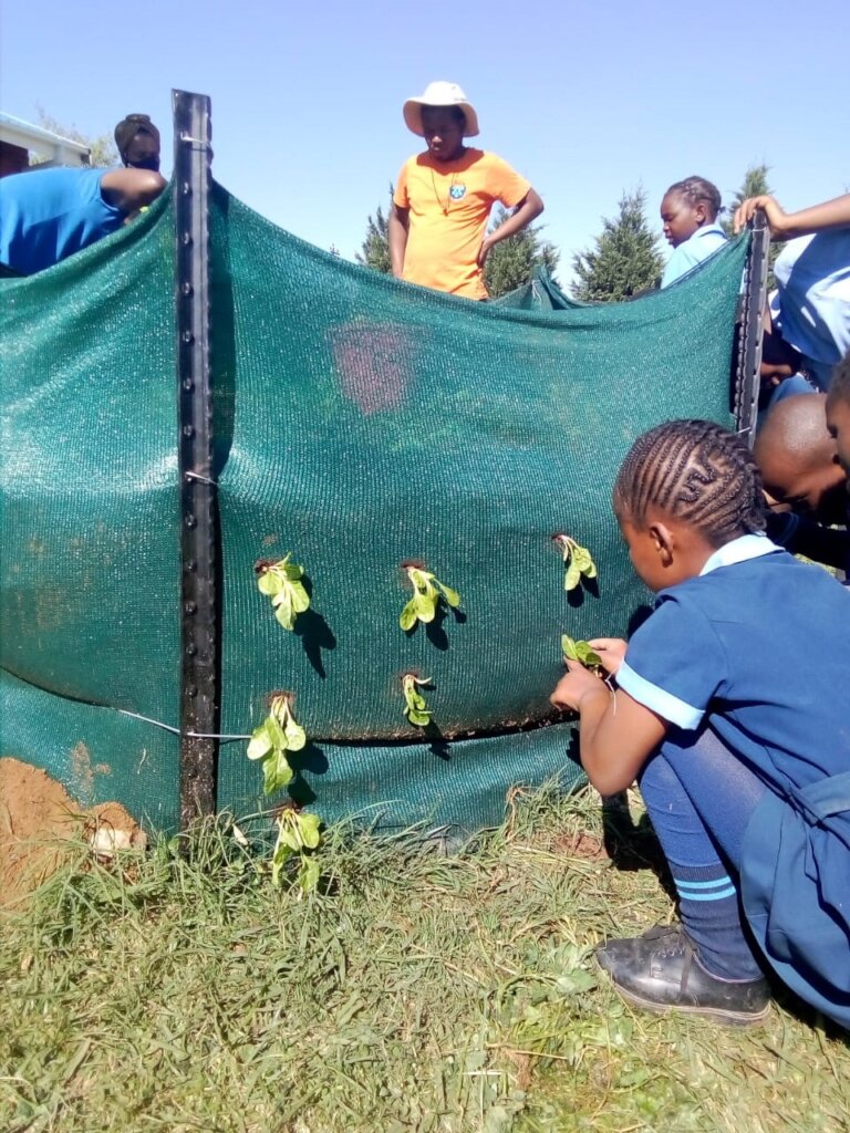 Choristers demonstrate  a Tower Garden