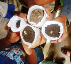 sunflower seeds 2