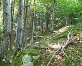 Forest around Kyustendil