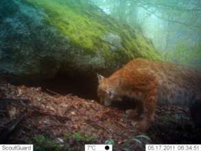 Lynx in Osogovo