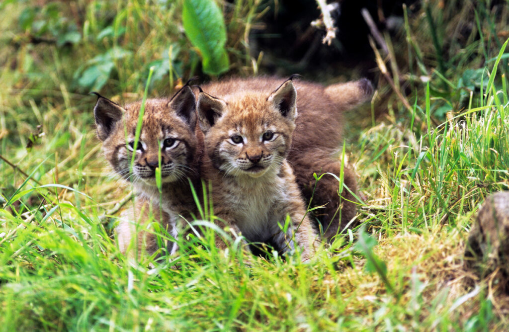 Help WWF bring the lynx back to Bulgaria