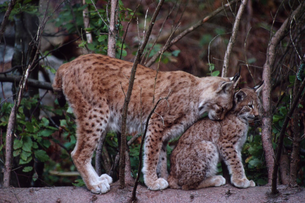 Help WWF bring the lynx back to Bulgaria