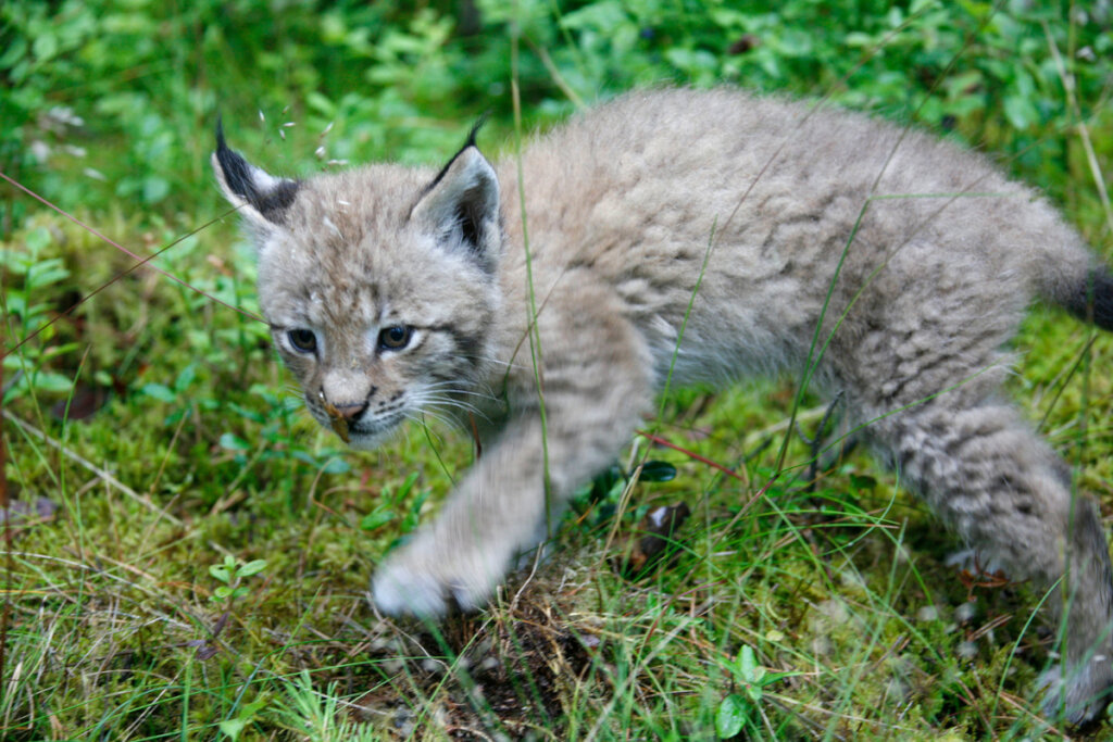 Help WWF bring the lynx back to Bulgaria