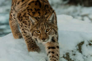 lynx in the snow