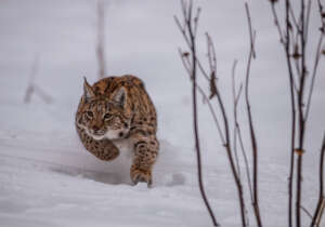 lynx in the snow