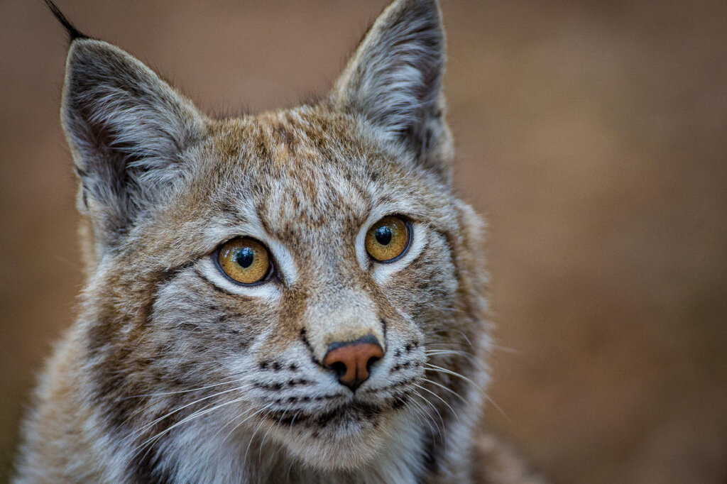 Help WWF bring the lynx back to Bulgaria