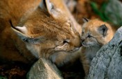 Help WWF bring the lynx back to Bulgaria