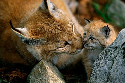 Help WWF bring the lynx back to Bulgaria