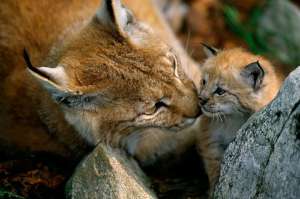 Help WWF bring the lynx back to Bulgaria