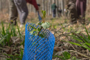 Fruit sapling.
