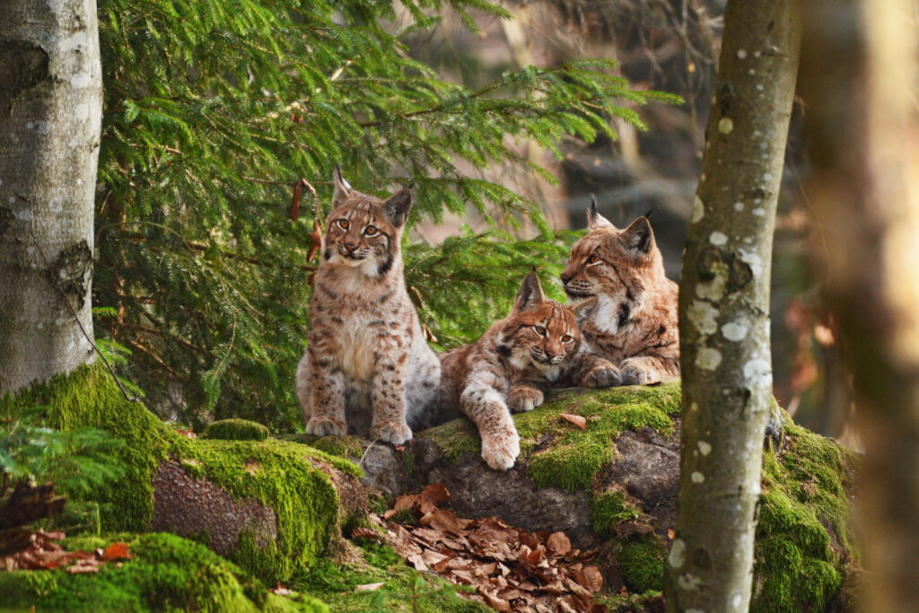 Help WWF bring the lynx back to Bulgaria