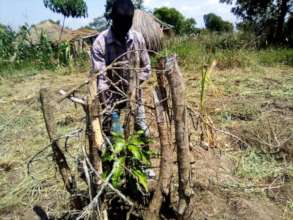 Refugees invest heavily in protecting fruit trees