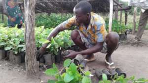 Patrick packs indigenous fruit trees for schools