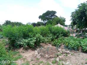 Onions, eggplant and a fodder bank of pigeon pea