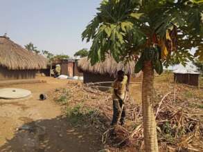 Jackson weeds a papaya, dry pigeon pea behind him