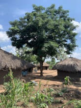 Planted 2018, an Albizia shades homes of refugees