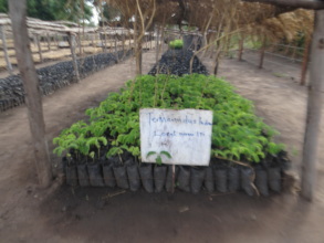 Seedlings of tamarind; its seed pulp is nutritious
