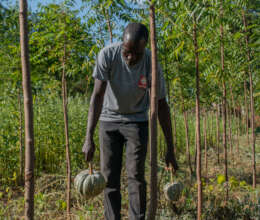 His pumpkins grow with timber trees: agroforestry