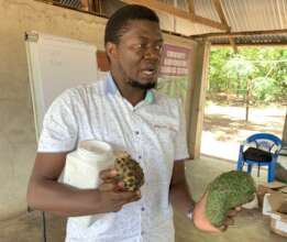 Mutegeki shows fruit from which seed can be taken