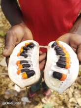 Seed of Afzelia, key indigenous tree Photo J Osidi