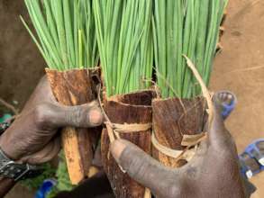 Onion seedlings wrapped in banana fibre for center