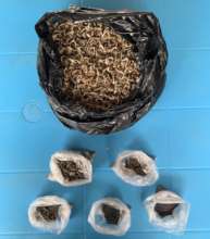 Indigenous vegetable and Moringa seed