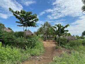 A well-treed homestead with two Mvule trees
