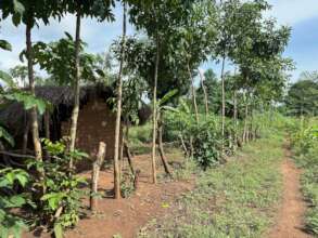 Successful boundary planting with Markhamia lutea