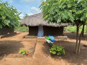 Well-tended ICRAF Senna trees around refugee home