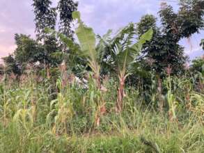 Agroforest of banana, maize + indigenous Markhamia