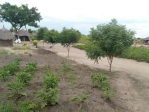 'Our' trees lead up to a family homestead