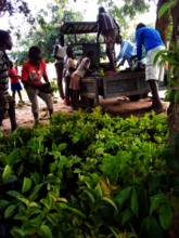 Children offload seedlings for their homes