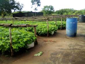 Part of the nursery, fully stocked
