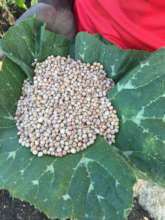 A refugee carries pigeon peas in a pumpkin leaf