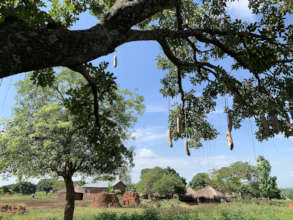 Kigelia africana on farm in refugee area