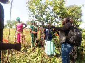 Tiko working with trainees. The tree is Combretum.