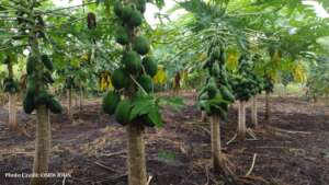 Our orchard of papaya next to our Learning Centre