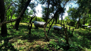 Beautiful traditional beehives next to the centre